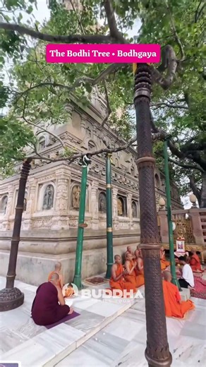 The Bodhi Tree • BodhgayaWhere Enlightenment Was Attained #buddhistpilgrimage #shorts