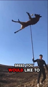 353K views · 9.2K reactions | The Belgian Malinois is a Weapon #guarddog #puppy #themalinoislovers #malinois | The Malinois Society | Facebook