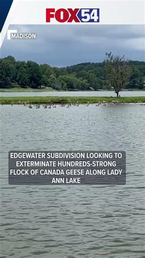 Edgewater subdivision seeks to exterminate hundreds-strong flock of Canada geese