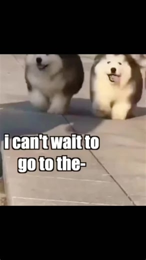 "John le- let me get or your back" @jakewatson478#husky #leohusky #vir...