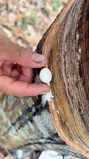 Satisfying Rubber Processing 🌳Natural rubber satisfaction 🌿Daily content 💧Follow Inspirgreen for more | Inspirgreen