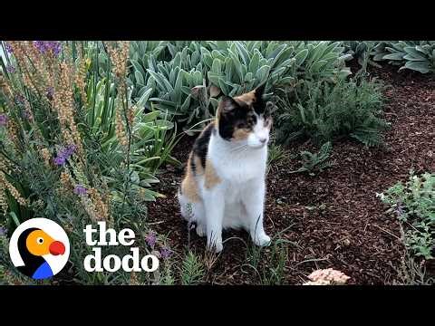 Stray Cat Visits Woman’s New House Every Day — Until She’s Family | The Dodo