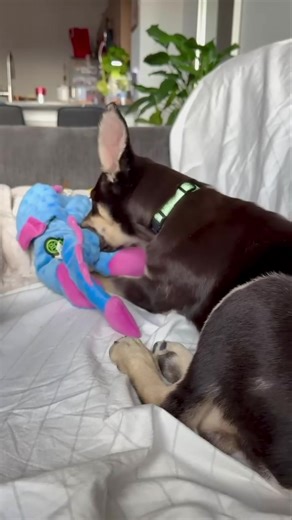 ADOPT ME! 🐶 JOSHUA is available to ADOPT and currently being fostered here in NJ! ➡️ Apply to adopt me now at www.trustrescue.org/adoptable-dogs 🩵 ALL OF OUR DOGS ARE: ✔️ $350 or LESS (check our site for specials!) ✔️ Fully vetted ✔️ Microchipped ✔️ Spayed/neutered (with exception to puppies that are not old enough yet) 💙 See our current specials and ALL of the dogs we have available on our website 🔗 www.trustrescue.org/adoptable-dogs #AdoptDontShop #TrustRescue #AdoptableDogs #AdoptMe #Adop