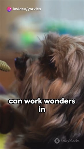11K views · 367 reactions | Taming Terrier Tenacity: Yorkie Training Tips #yorkies #yorkielovers #yorkiesofinstagram #yorkshireterrier #yorkieloversworldwide | Yorkie Lovers | Facebook