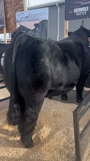 Purebred Simmental Stud Bull for Sale - Griswold Cattle