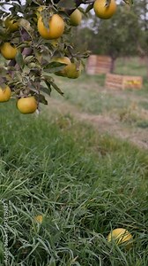 A ripe yellow apple falling onto the grass from a tree during the ripening harvest block in autumn. The apple fell to the ground, breaking away from the tree. Vertical video. Stock Video
