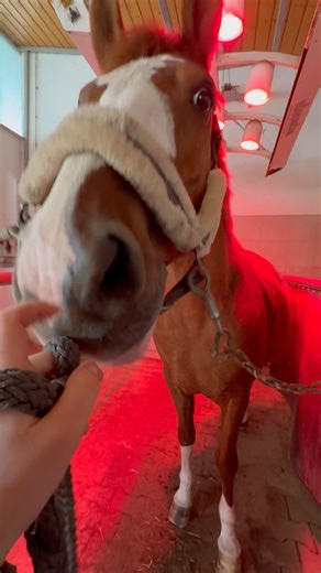 Paco chillt im Solarium🐴💕🫰🏻 #foryou #horse #equestrianjourney #equestrian #pferde #pferdeliebe