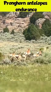 2.6K views · 31 reactions | #factsdaily #post2025シ #sciencefacts #science #factsyoudidntknow #PostViral #facts #postviralシ #FactCheck #wildlife | The Universe Unveiled | Facebook