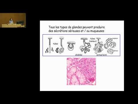 2 Soulié 12/11/25 TP Histologie Introduction Tissus Épithéliaux