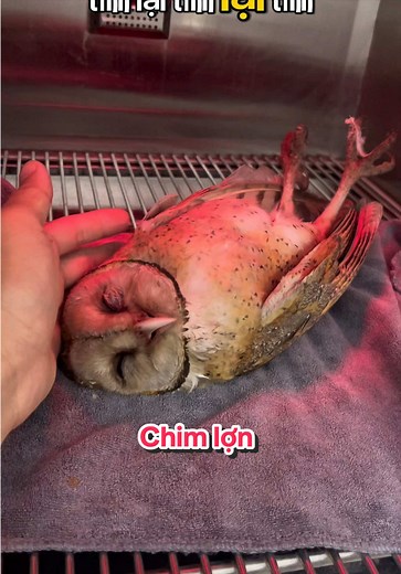 Giải cứu chim lợn: Hành trình kỳ diệu