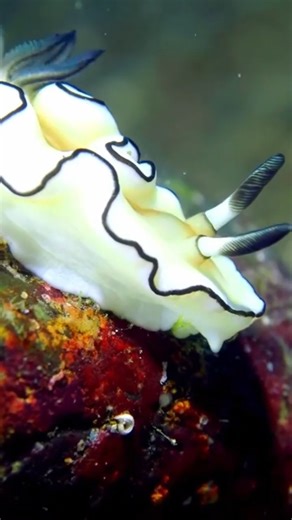 These Sea Creatures Look Like Aliens!