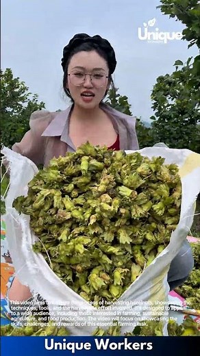 Hazelnut harvest: picking fresh hazelnuts