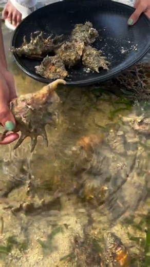 The Most SATISFYING Morning Shell Hunt ✨