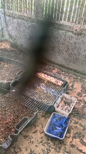 From Oviposition to Optimization. 📈🪰 Witness the extraction of Hermetia illucens eggs, the "biological engines" of modern waste management. By meticulously harvesting these clutches, we ensure controlled inoculation densities, maximizing feed conversion ratios (FCR) and ensuring a predictable protein yield. Science-led farming is the key to scaling insect-based alternatives. #AgTech #BioEngineering #InsectProtein #ZeroWaste #ResearchAndDevelopment 📍 Baybay City–Ormoc City, Leyte 📦 Shipping a