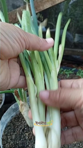 How to grow spring onions #gardening