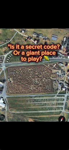 The secret carved into this corn maze is UNREAL… 🐷🌾