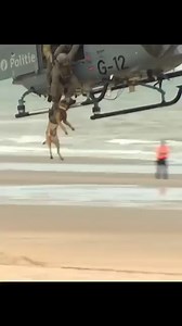荷蘭特戰部隊戰狗（K9）進行「機降」演習，懸空時從直升機上放下去就行了！ | 世界特種部隊與軍武資料庫