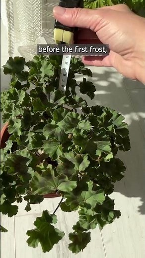 PRUNING GERANIUMS USING THE MAX TWENTY METHOD IS THE KEY TO BEAUTIFUL BLOOMS IN THE NEW SEASON