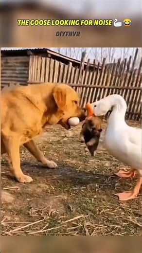 #funny swan😺😺 and dog's 🐕🐕 and #funnyanimals
