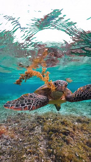 Video de tortugas marinas en el océano: belleza y vida