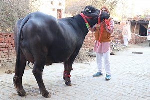 84K views · 154 shares | FOR SALE- 4 Teeth,1st Timer  Show Quality at Village-Talu. 7988250721 Website : https://sansaniwaldairyfarm.com/ | Sansaniwal Dairy Farm | Facebook