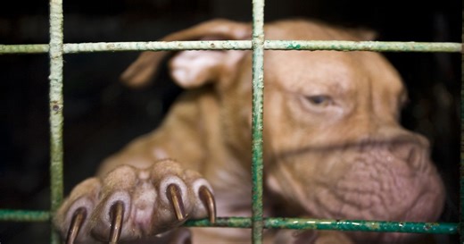 WATCH: What happens after a dog bites someone