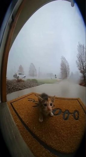 Doorbell Footage: Kitten Clings During Tornado Wind Pull | #ViralVideo #Shorts #Viral