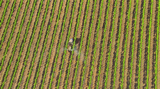 What are the uses, risks, regulations of chlorpyrifos?