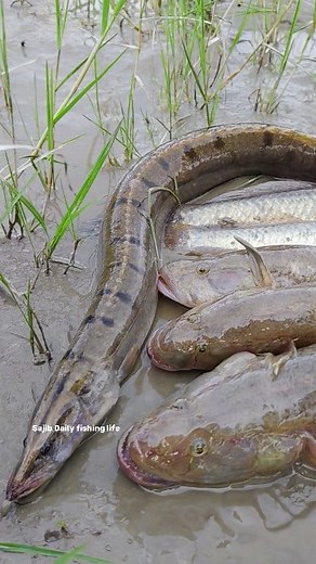 Most Fresh River Fishing। Bangla fishing #reels #fishing #viral #Amazing | SAJIB Daily Fishing Life