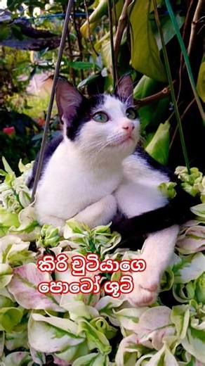 බලන්නකො ලස්සන🤩👌🐱 # short #virel #yousee