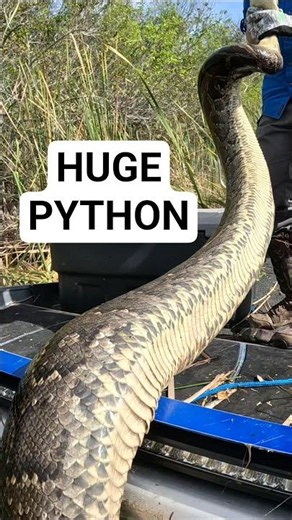 MASSIVE PYTHON IN THE AIRBOAT!
