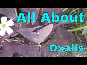 Oxalis Triangularis Flowers and Everything You Need to Know Garden Landscape Plant James Plosko