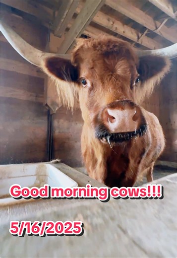 goodmorninggoats on TikTok