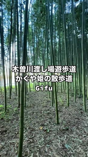 《境流の回廊──木曽川渡し場遊歩道》 ・ 岐阜の地、木曽川のほとりに続く渡し場遊歩道 かつて人と物を対岸へ導いたこの場所は、今も流れとともに時の気配を運び続ける 川面は静かに光を揺らし、足元の道は、水の記憶に沿うように延びていく ・ ここはただの散策路ではない 流れに寄り添う者だけが通れる、境界沿いの回廊 ・ この映像を見た者は、 絶えず流れ続ける時間の感覚に触れ、気づかぬうちに自らの歩む流れまでも重ねてしまうだろう ・ 📍木曽川渡し場遊歩道 （かぐや姫の散歩道） 岐阜県可児市土田 ・ ✂︎———✂︎———————✂︎ ・ このアカウントでは、 ・ 🚃𓂃 𓈒𓏸旅巡り選びの参考にしたい方 ✈️𓂃 𓈒𓏸ﾌｫﾄｽﾎﾟｯﾄの事前調べしたい方 🚢𓂃 𓈒𓏸撮り方を参考にしたい方 ☘️ 𓂃 𓈒𓏸とりあえず癒されたい方 ・ などなど旅先での候補地に役立つ参考動画やさまざまなカットの動画撮影を発信していきます ・ ｷﾞﾌﾄ、ｺﾒﾝﾄ、いいね、ﾌｫﾛｰしてもらえると嬉しいです٩( ᐛ )و ・ ✂︎———✂︎—————-—✂︎ ・ #岐阜観光 #木曽川渡し場遊歩道 #かぐや姫