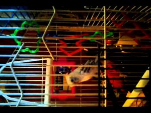 Budgie/Parakeet mating call