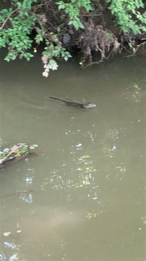 Muskrat Swimming Like A G