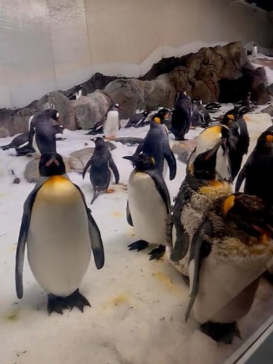 Cute Penguins at Melbourne Aquarium 🐧