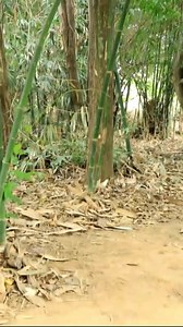 9.7K views · 153 reactions | building traps for hunting turkey #trap #turkey | Galvin Planet | Facebook