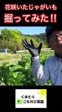 花が咲いたじゃがいも、掘ってみた！ #農ある暮らし #家庭菜園