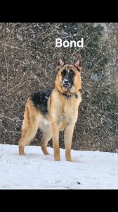 CONTACT ME: 513-417-6238 or EMAIL: KnJsShepherdHaven@outlook.com ***L👀K AT THESE 2! PLEASE HELP ME SAVE THESE SHEPHERDS BY SHARING THIS POST AND TAGGING/SENDING TO ANYONE THAT MAY BE INTERESTED. TYSM! IT TAKES A VILLAGE, AND YOU ARE MINE🤍. Those of you that rescue/adopt these Shepherds in need instead of paying a Breeder, YOU are the REAL TRUE HEROES.***Thank you so much🤍 📣📣📣 URGENT!!! *OHIO Surrounding States* These sweet shepherds are available for adoption and need their Furever Homes A