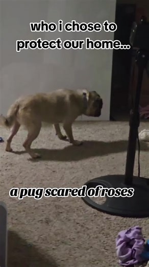 lovely alien (@lovelygreenalien)’s video of pug