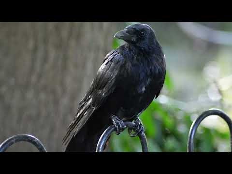 Raven Bird Sound Effect: Raven Sounds