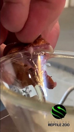 Longnose viper venom extractions! Vipera ammodytes. #venomislife #viper