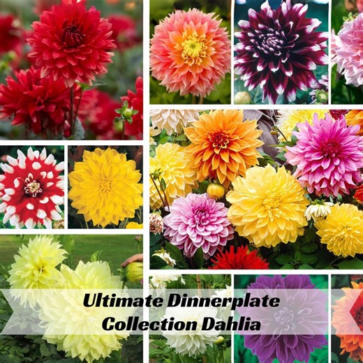 Ultimate Dinnerplate Collection Dahlia Seeds #D037| Fast Grow, Attracts Pollinators, Long Blooming Season, Cut Flower, Plant in Spring - Etsy