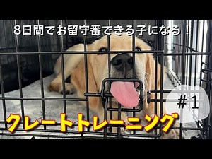 子犬お迎え直後に絶対やるべき❗️凄腕トレーナーのクレートトレーニングを実践
