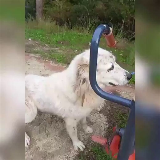 This dog was abandoned by its owner on the road, then you'll see him talk very sadly to the women who showed love and later adopted him. Watching this restores my faith in humanity