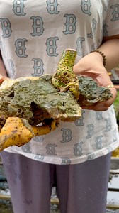 656K views · 9.2K reactions | Siêu phẩm duối mini bonsai hoàng anh mộc nhè đá này có ma không ạ ? 藍#bonsaibmt | Bonsai Mini BMT【Nhật Anh】 | Facebook