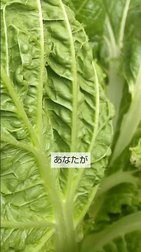 11/10【白菜】手入れ 内側の葉がアオムシに食べられたので結球は遅れそうですが元気に成長しています