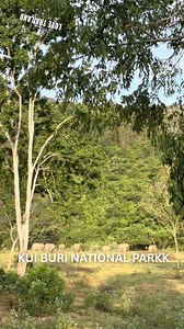 5 Best Thailand National Parks for Wildlife Spotting #ThailandNationalParks #WildlifeThailand #NatureLovers #TravelThailand #WildlifeSpotting #NatureReel #exploreThailand #VisitThailand #ThailandTravel #NationalParks #WildlifeAdventure #TravelReels #NaturePhotography #ThailandNature #AdventureThailand | Travel to Thailand