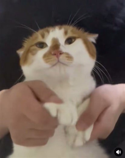 🐈 : music 🎶 😎😎😎😎😎 #mèo #music #trending #nhảy #cat #lovecats #mèodễthương #catsoftiktok #hottrendtiktok